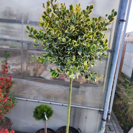 Cezmína vrúbkovaná Golden King, Ilex crenata , na kmeni 190 cm, kontajner 20l