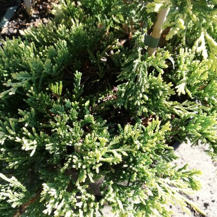 Borievka plazivá Golden Carpet, Juniperus horizontalis 35 - 40 cm, vyviazaná ,kont. 3l
