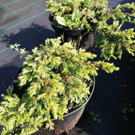 Borievka obyčajná Goldschatz, Juniperus communis 15 - 20 cm, kont. 3l