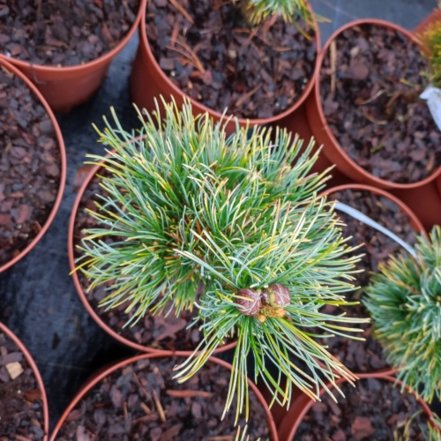 Borovica drobnokvetá Goldilocks, Pinus parviflora, kontajner C3 ,20-40 cm