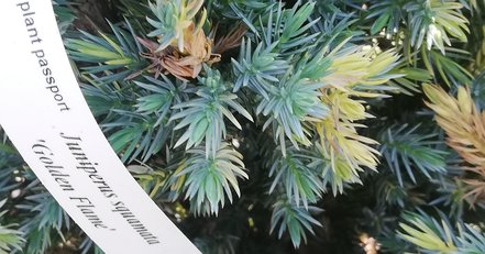 Borievka šupinatá Golden Flame, Juniperus squamata 30 - 40 cm, kont. 3l