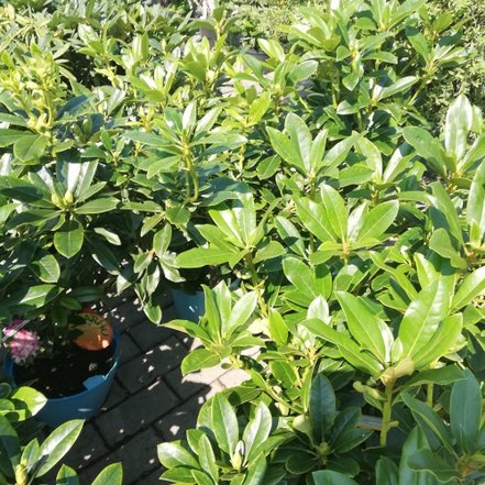 Rododendron Gradito, Rhododendron yakushimanum ,40 - 50 cm, kont. 3l