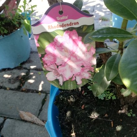 Rododendron Gradito, Rhododendron yakushimanum ,40 - 50 cm, kont. 3l