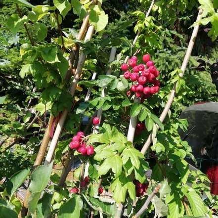 Jarabino Hloh Granatnaja , Sorbus aucuparia x Crataegus sanguinea, 130 – 150 cm, kontajner 5l