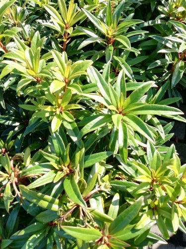 Rododendron Graziella, Rhododendron, 30 - 50 cm, kont. 5l