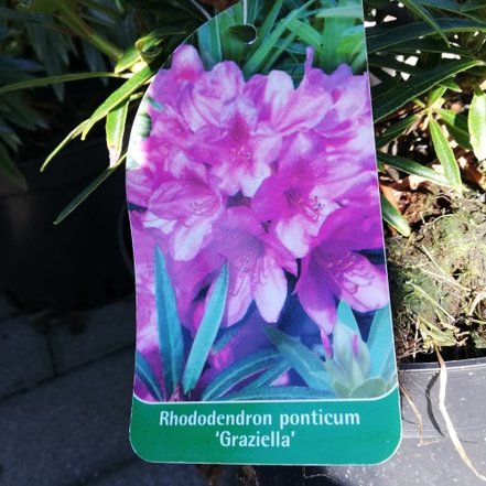 Rododendron Graziella, Rhododendron, 30 - 50 cm, kont. 5l