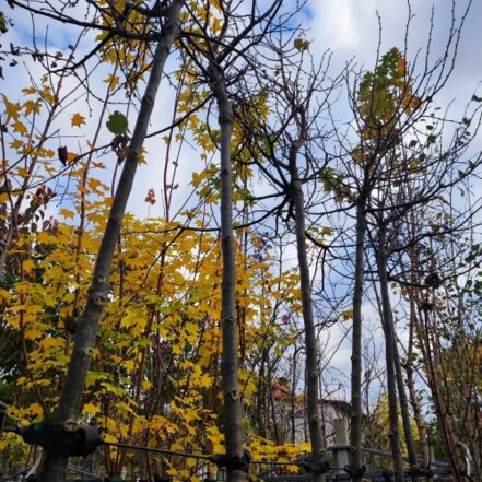 Lipa malolistá Green Globe, Tilia cordata, + 290 cm, kontajner 20l