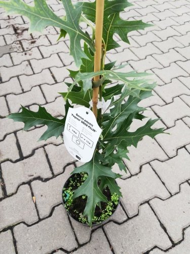 Dub močiarný Green Pillar, Quercus palustris 40 - 80 cm, kont. 3I