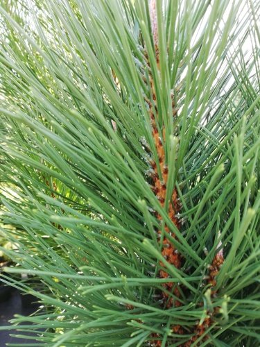 Borovica čierna Green Tower, Pinus nigra, 35 - 40 cm, kont. 3l