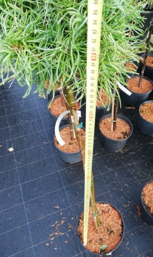 Borovica hladká Green Twist , Pinus strobus, kontajner C3, 40 - 80 cm na kmienku