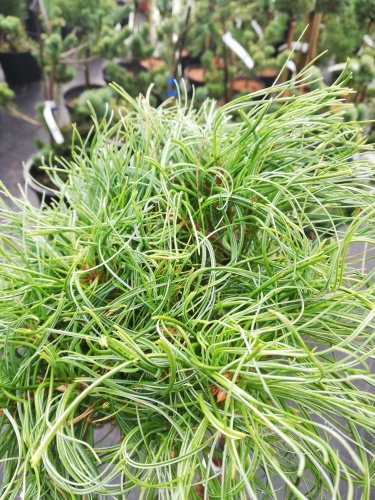 Borovica hladká Green Twist , Pinus strobus, kontajner C10, + 70 cm na kmienku