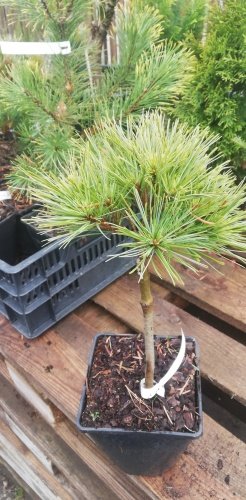 Borovica hladká Greg, Pinus strobus, kontajner C2, kmeň  10 - 20 cm
