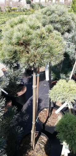 Borovica hladká Greg, Pinus strobus, kontajner C8, kmeň  + 100 cm