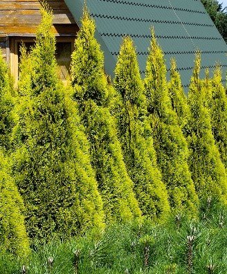 Tuja západná Golden Smaragd, Thuja occidentalis 30 - 60 cm, kont. 3l