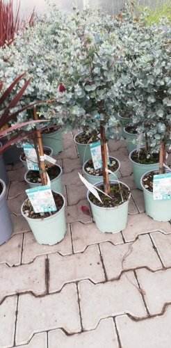 Eukalyptus Gunnov na kmienku, Eucalyptus gunnii, kontajner 3l