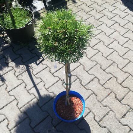 Borovica pyrenejská Grüne Welle na kmienku, Pinus uncinata 30 - 55 cm, kont. 3l