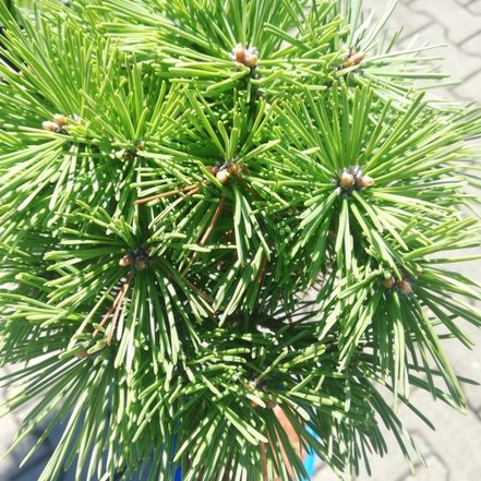 Borovica pyrenejská Grüne Welle na kmienku, Pinus uncinata 30 - 55 cm, kont. 3l