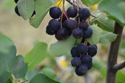 Muchovník jelšolistý Thiessen, Amelanchier alnifolia kont. 0,5 l