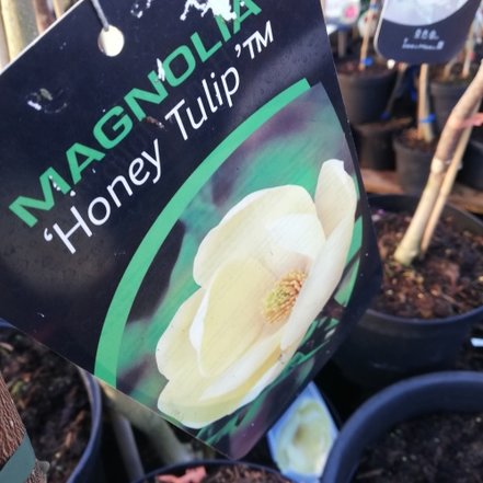 Magnólia Honey Tulip, Magnolia 140 - 150 cm, kont. 20l