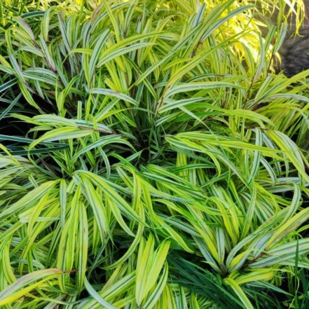 Rákosovka Aureola, Hakonechloa macra, kont. 3l