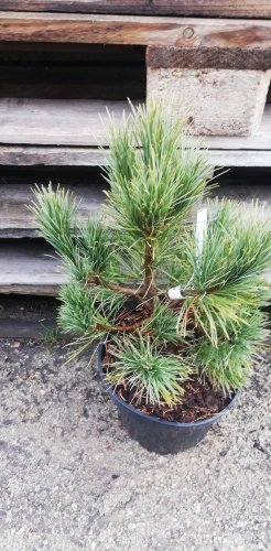 Borovica balkánska Harlequin, Pinus peuce, 30 - 50 cm, kontajner 5l