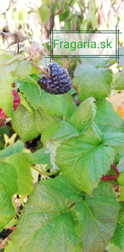 Malina Heban, Rubus x neglectus, kont. 0,5 l
