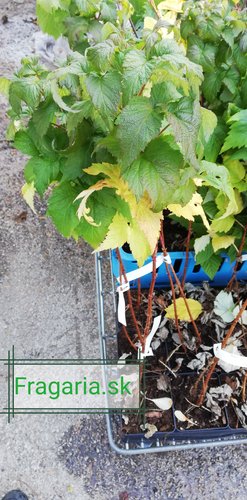 Malina Heban, Rubus x neglectus, kont. 0,5 l