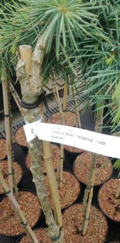 Céder libanonský HedgeHog, Cedrus libani , na kmeni 50 - 60 cm, kontajner 3l