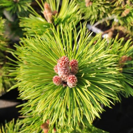 Borovica čierna Helga, Pinus nigra, 30 – 70 cm, kontajner 4l