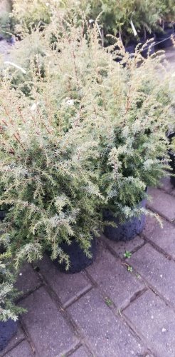Borievka obyčajná Hibernica, Juniperus communis 30 - 40 cm, kont. 3l