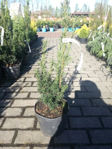 Tis prostredný Hicksii, Taxus media 30 - 60 cm, kont. 3l