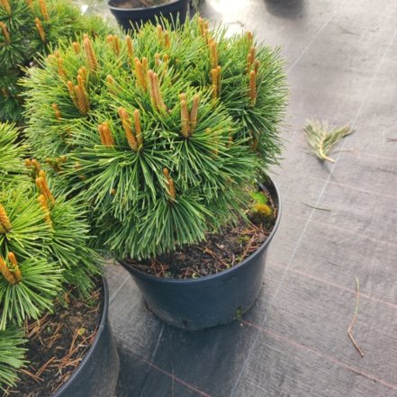 Borovica horská Hnízdo, Pinus mugo 20 - 30 cm, kont. 7l