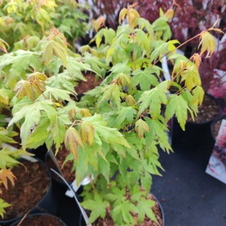 Javor dlaňolistý Bi Hoo, Acer palmatum  30 - 70 cm, kont. 3l