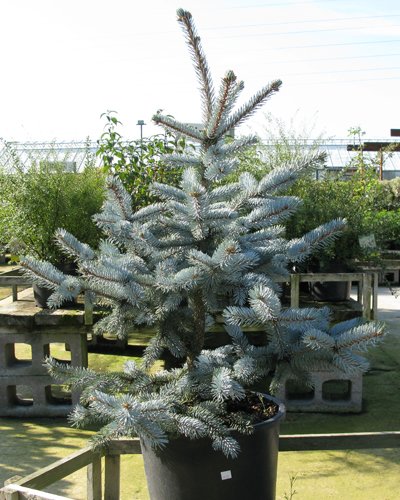 Smrek pichľavý Hoopsii, Picea pungens 40 - 60 cm, kont. 3l