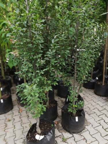 Hrab obyčajný Fastigiata, Carpinus betulus, +300 cm, kont. 25l