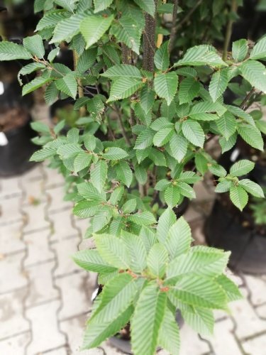 Hrab obyčajný Fastigiata, Carpinus betulus, +300 cm, kont. 25l