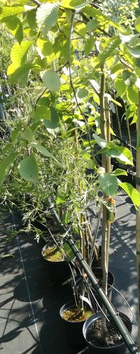 Hrab obyčajný Pendula, Carpinus betulus 120 – 170 cm, kont. 5l