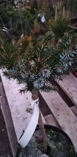 Smrek omorikový-balkánsky, Hradec Králové na kmienku, Picea omorika, 30 - 40 cm, kont. 3l