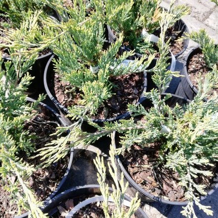 Borievka rozprestretá Hugh, Juniperus horizontalis 30 - 50 cm, kont. 3l