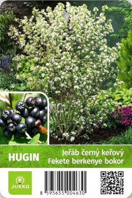 Arónia čerešňolistá Hugin, Aronia x prunifolia, kont. 1l