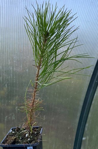 Borovica chuangšanská, Pinus hwangshanensis, 25/35, kont. P9