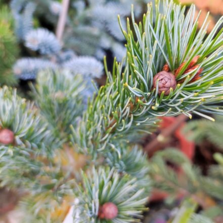 Borovica drobnokvetá Ichi-no-se, Pinus parviflora, kontajner C3 ,20-30 cm