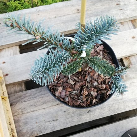 Jedľa kórejská Blue Emperor, Abies koreana 20 - 30 cm, kont. 3l