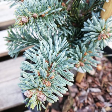 Jedľa kórejská Blue Emperor, Abies koreana 20 - 30 cm, kont. 3l