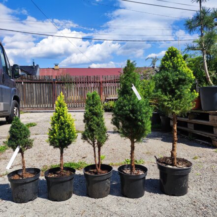 Smrek biely Daisy's White, kmeň, Picea glauca 20 - 40 cm, kont. 3l