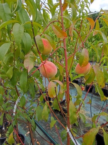 Broskyňa Inka, Prunus persica, 160 – 170 cm. kont. 10 l.