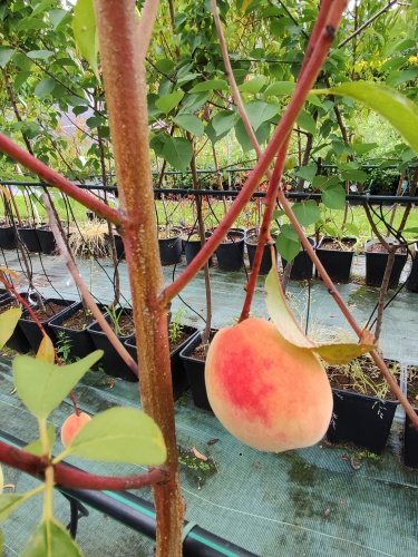 Broskyňa Inka, Prunus persica, 160 – 170 cm. kont. 10 l.