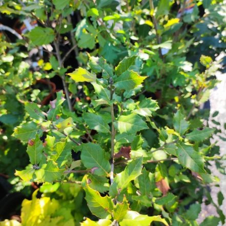 Dub cezmínový, Quercus ilex, + 80 cm, kont. 3I