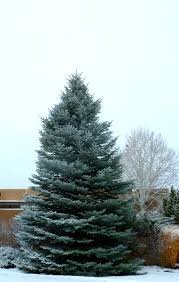 Smrek pichľavý Fat Albert, Picea pungens, kontajner C5, výška 40-50