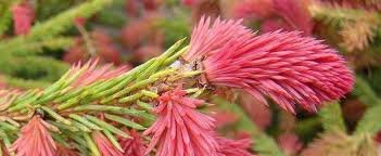 Smrek obyčajný Rydal, Picea abies 40 - 60 cm, kont. 10l